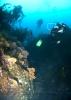 Buceo algarrobo