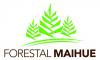 Forestal maihue